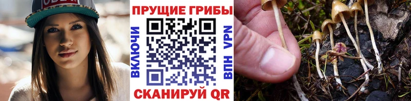 Купить где  Кохма  Галлюциногенные грибы Psilocybe 